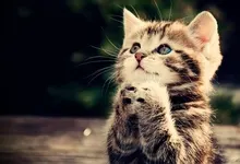 cats animals praying Art HD Wallpaper